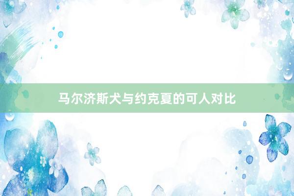 马尔济斯犬与约克夏的可人对比